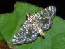moth-image