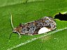 moth-image