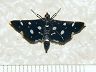 moth-image