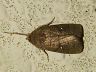 moth-image