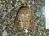moth-image