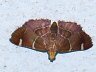 moth-image