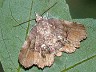 moth-image