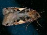 moth-image