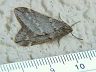 moth-image