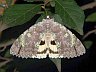 moth-image
