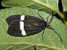 moth-image