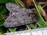 moth-image