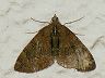 moth-image