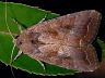 moth-image