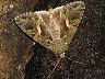 moth-image