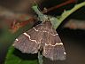 moth-image