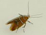 moth-image