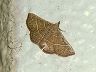moth-image