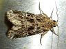 moth-image