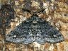 moth-image