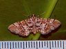 moth-image