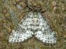 moth-image