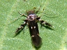 moth-image
