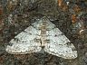 moth-image