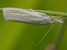 moth-image