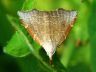 moth-image