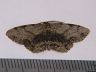 moth-image