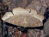 moth-image