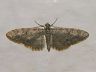 moth-image