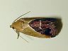 moth-image