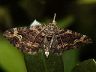 moth-image