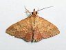 moth-image