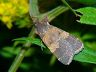 moth-image