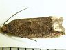 moth-image