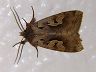 moth-image