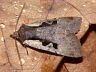 moth-image