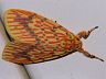 moth-image
