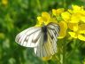 butterfly-image