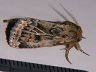 moth-image