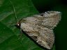moth-image
