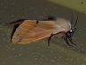 moth-image