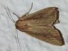 moth-image