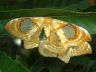 moth-image