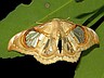 moth-image