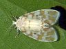 moth-image