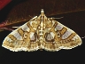 moth-image