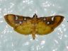 moth-image