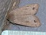 moth-image