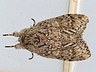 moth-image