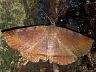 moth-image
